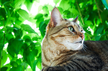 Cat with green eyes against the background of the garden