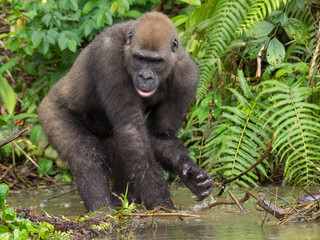 Gorilla in Gabon Endangered eastern gorilla in the beauty of african jungle (Gorilla gorilla)