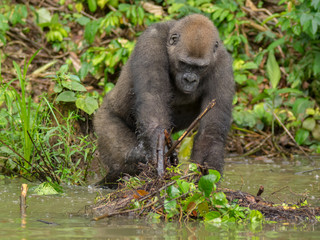 Obraz premium Gorilla in Gabon Endangered eastern gorilla in the beauty of african jungle (Gorilla gorilla)