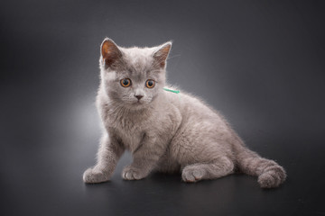 Fototapeta na wymiar kittens of British breed on a black background in studio.