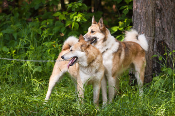 two laika dogs