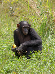 Chimpanzee consists of two extant species: the common chimpanzee and the bonobo. Together with humans, gorillas and orangutans they are part of the family Hominidae (the great apes). (Pan troglodytes)