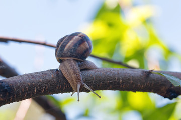 Big grape snail crawling on his business