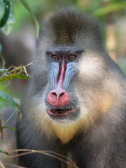 mandrill close-up portrait (Mandrillus sphinx)