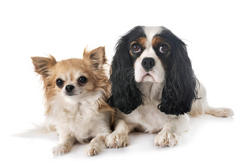 cavalier king charles and chihuahua