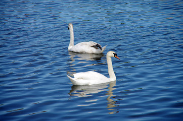 White swan floating in the water