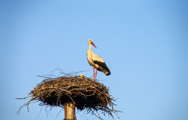 Two storks in the nest on the pole