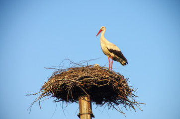 Two storks in the nest on the pole