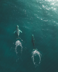 migrating humpback wales