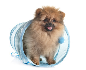 puppy pomeranian in studio