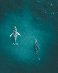 Obraz premium migrating humpback whales