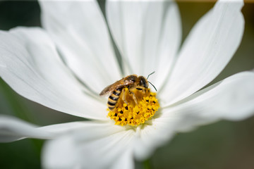 Gros plan de cette charmante abeille qui butine le nectar et pollenise la fleur Cosmos.