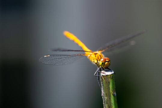La belle libellule jaune de Parigné posée sur une tige de métal
