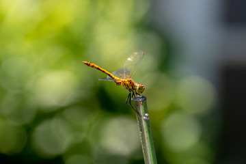 La belle libellule jaune de Parigné vue de profil