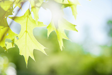 Beautiful green leaves maple on a twig and sunlight in foret at boston.