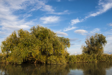 Fototapeta na wymiar Reeds and trees growing in the Danube Delta