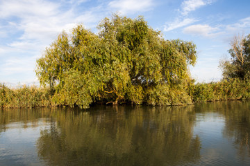 Reeds and trees growing in the Danube Delta