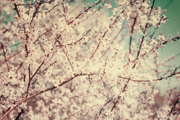 White Cherry Plum flowers or Prunus xerasifera flowers, cherry tree blossom. Cherry tree branches covered with white flowers.