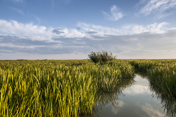 Reeds and trees growing in the Danube Delta