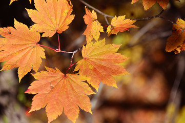 紅葉8