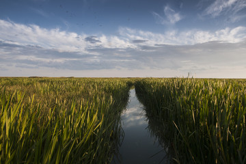 Canoeing in delta of a big river