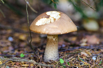 Brown cap boletus in autumn wood