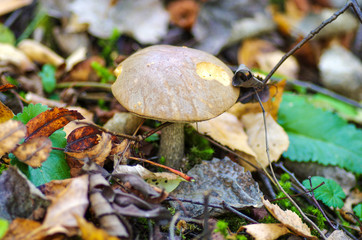 Brown cap boletus in autumn wood