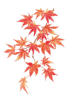紅葉　水彩イラスト