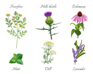 Milk thistle and feverfew medical herbs set vector illustration