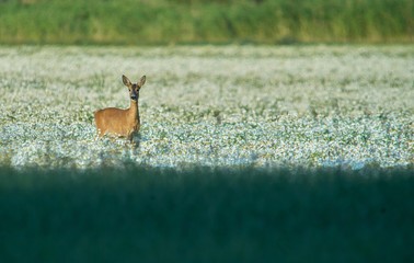 Roe deer in flowery meadow