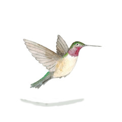 Obraz premium Watercolor. Bird of caliber hovering in the air