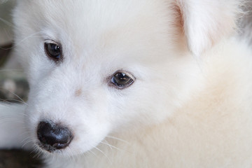 close up face white dog with bright eyes