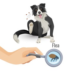 Flea poster with scratching dog and insect vector illustration