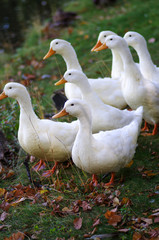 Young geese are on the grass