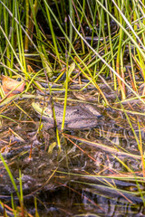 resting frog in a pond