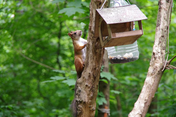 Squirrel go to feeder