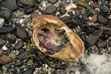 Empty shell of a dead crab on stones in the beach