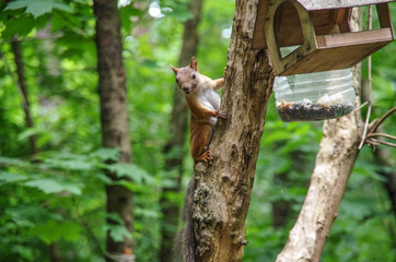 Squirrel go to feeder