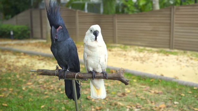 Parrots black and white cockatoo sit on stand