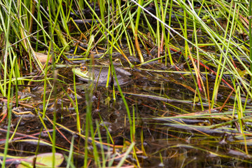 frog surrounded by green grass