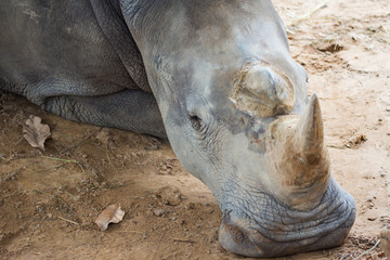 Fototapeta premium Rhino resting on the ground