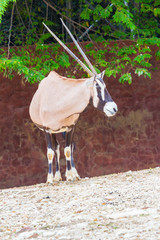 Gemsbok antelope (Oryx gazella) deer standing