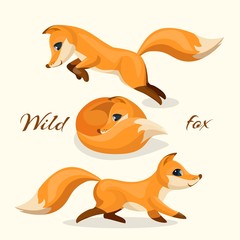 Wild fox images, pretty animal in different poses