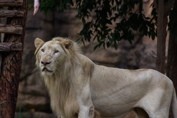 White lion standing and see