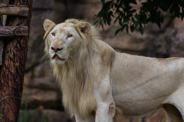 White lion standing and see