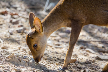 Little deer in soft morning light