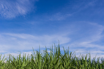 Green corn field growing up