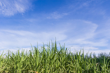 Green corn field growing up