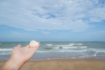 White Shell in hand with sand and beach