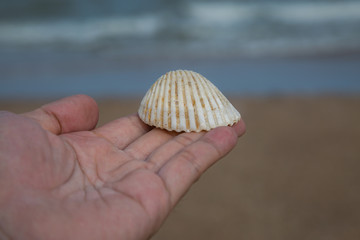 White Shell in hand with sand and beach